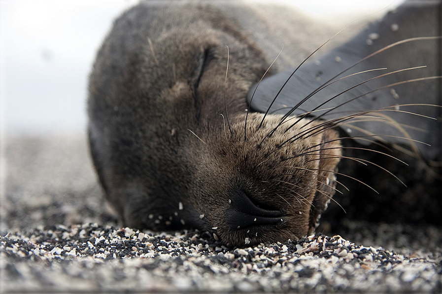 foto Flora e la fauna della Isole Galapagos